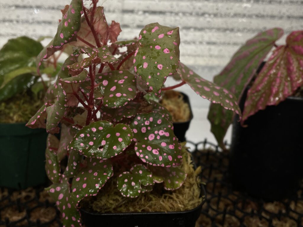 ベゴニア 東カリマンタン Begonia sp. Muara wahau TB便 - 熱帯植物と